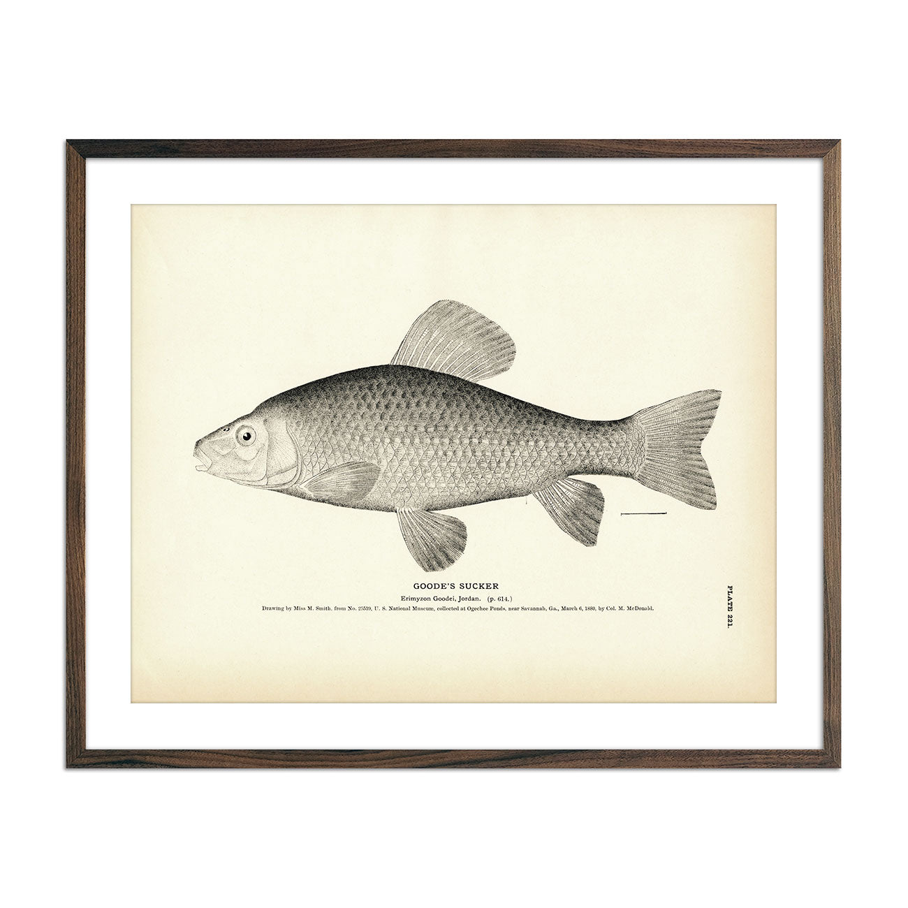 Vintage Goode's Sucker fish print