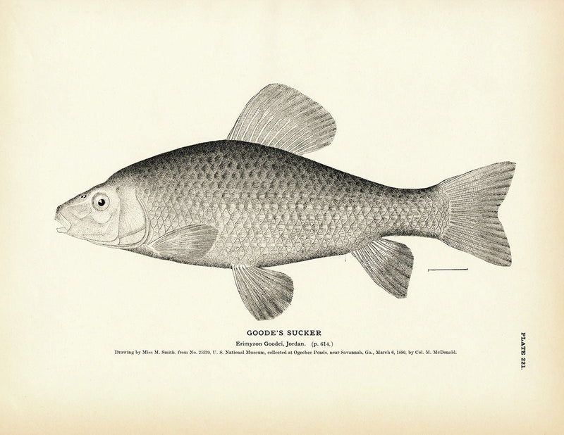 Goode's Sucker Art Print - Muir Way - Fisheries