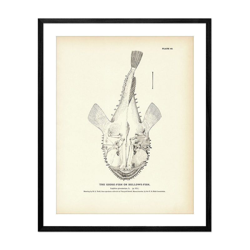 Goose - Fish (Bellows - Fish) Art Print - Muir Way - Fisheries
