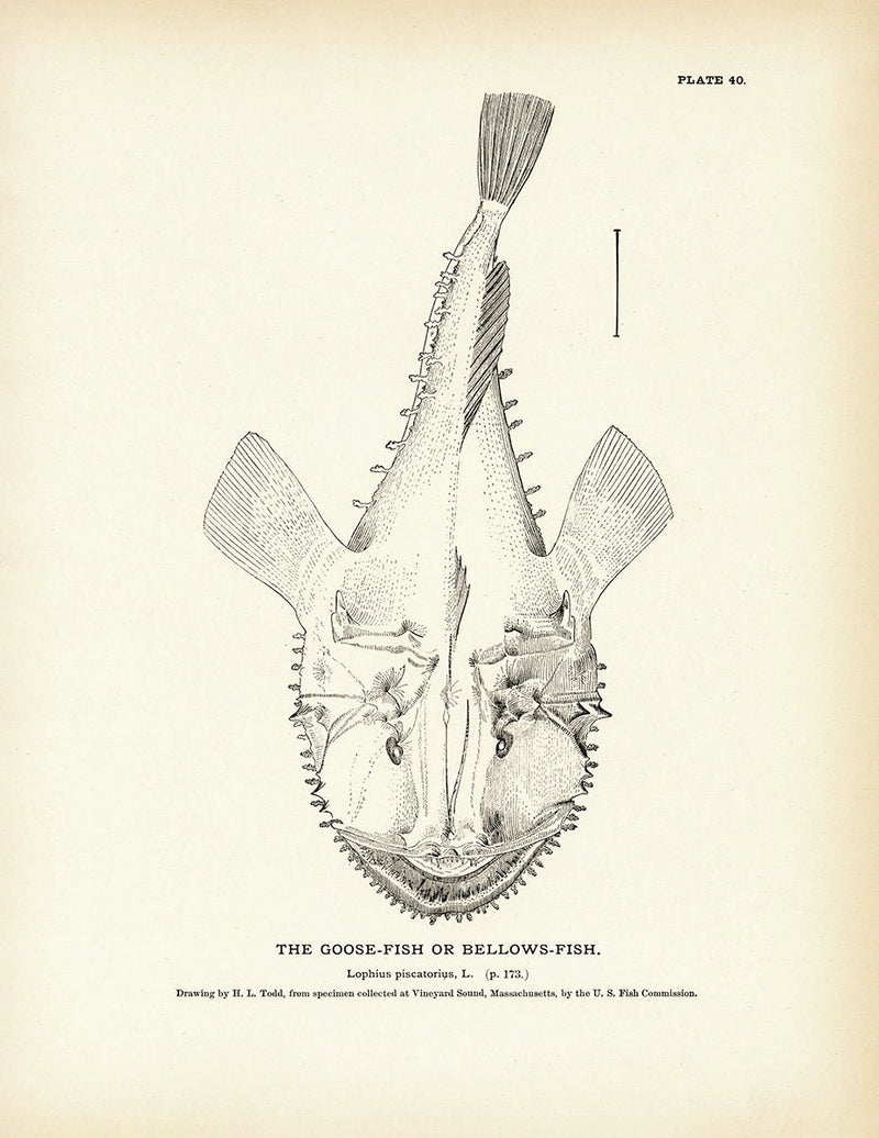 Goose - Fish (Bellows - Fish) Art Print - Muir Way - Fisheries
