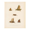 Grasshoppers - 1 Art Print