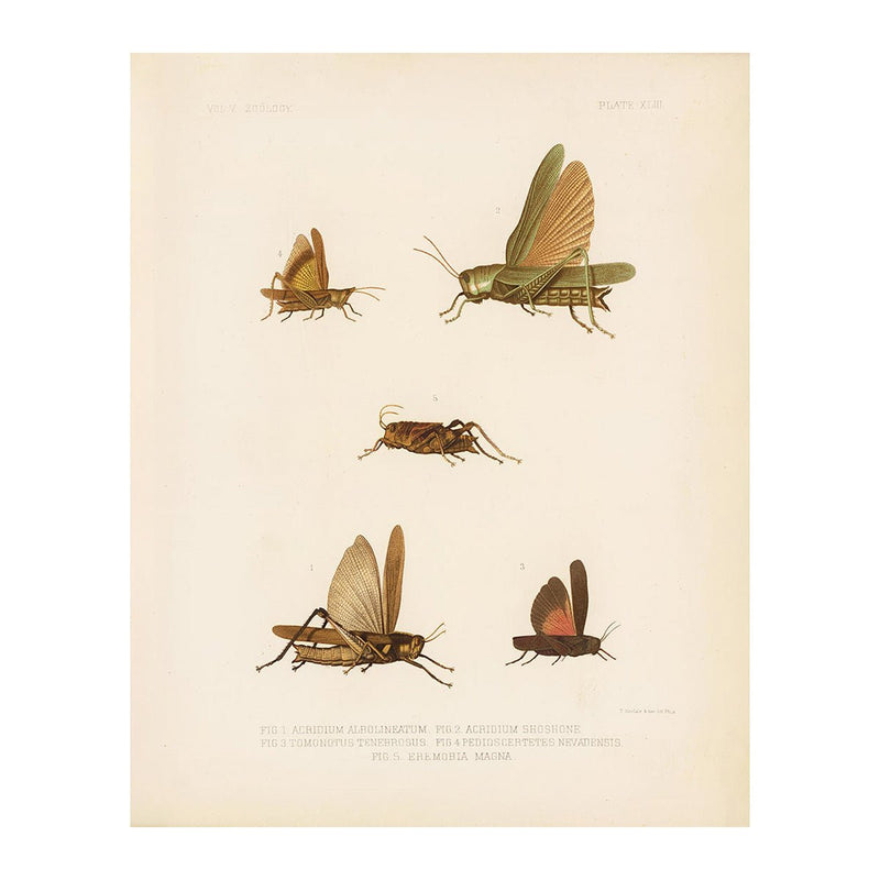 Grasshoppers - 1 Art Print