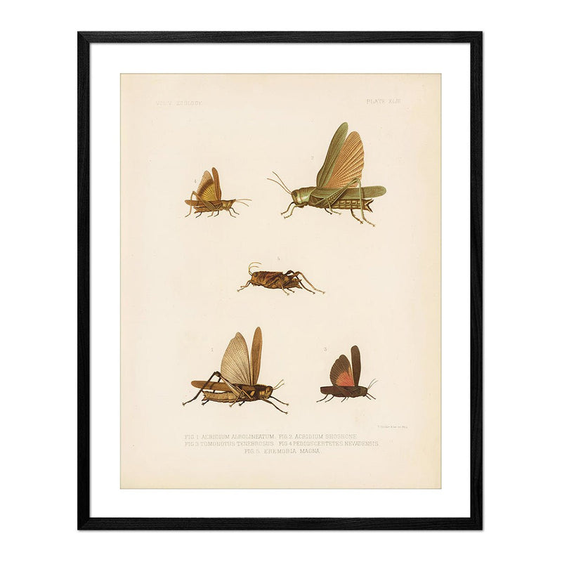Grasshoppers - 1 Art Print - Muir Way - Animals