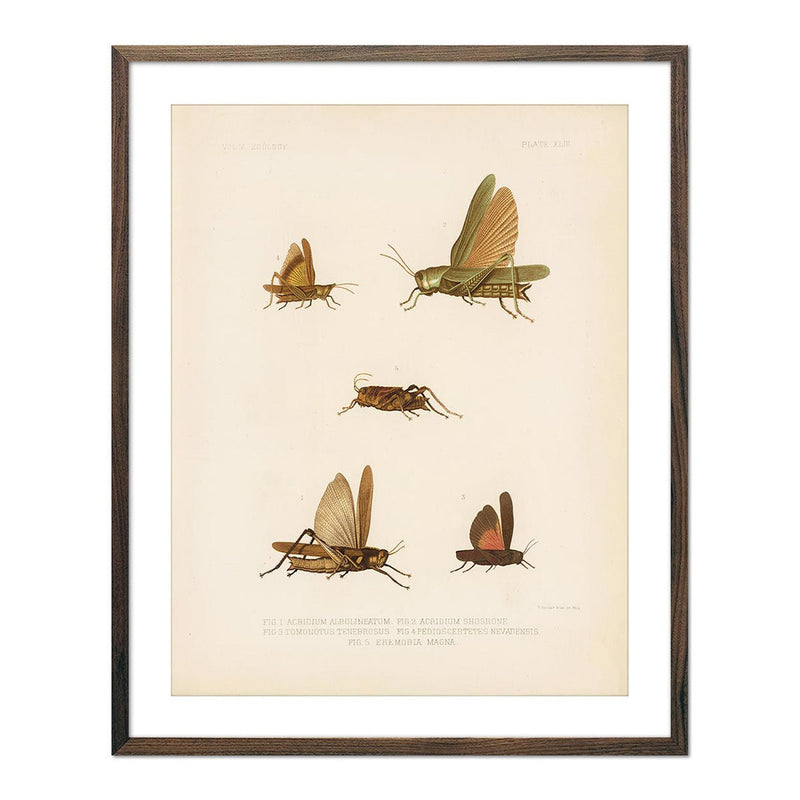 Grasshoppers - 1 Art Print - Muir Way - Animals