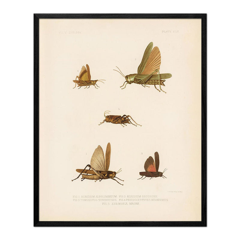 Grasshoppers - 1 Art Print - Muir Way - Animals