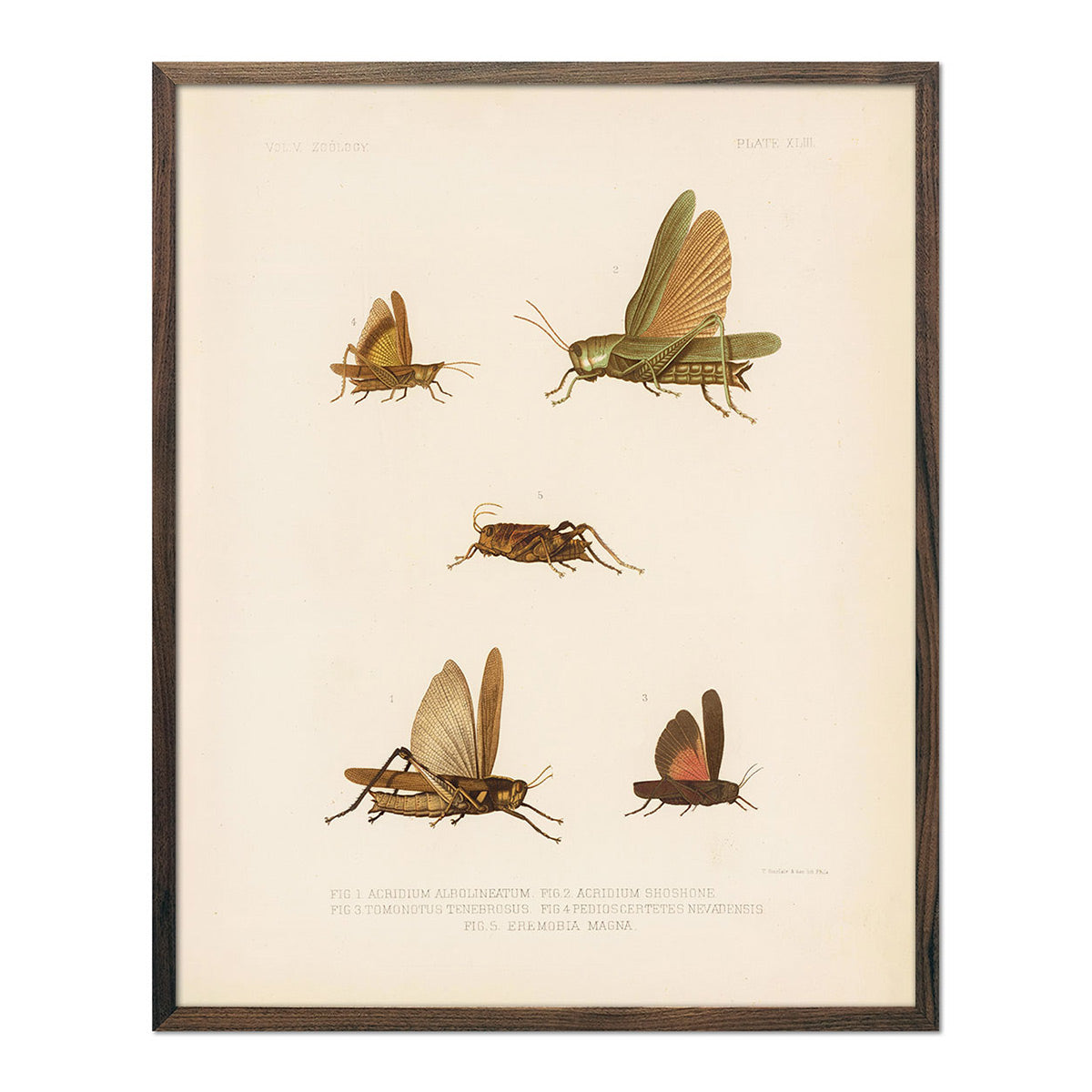 Grasshoppers - 1 Art Print