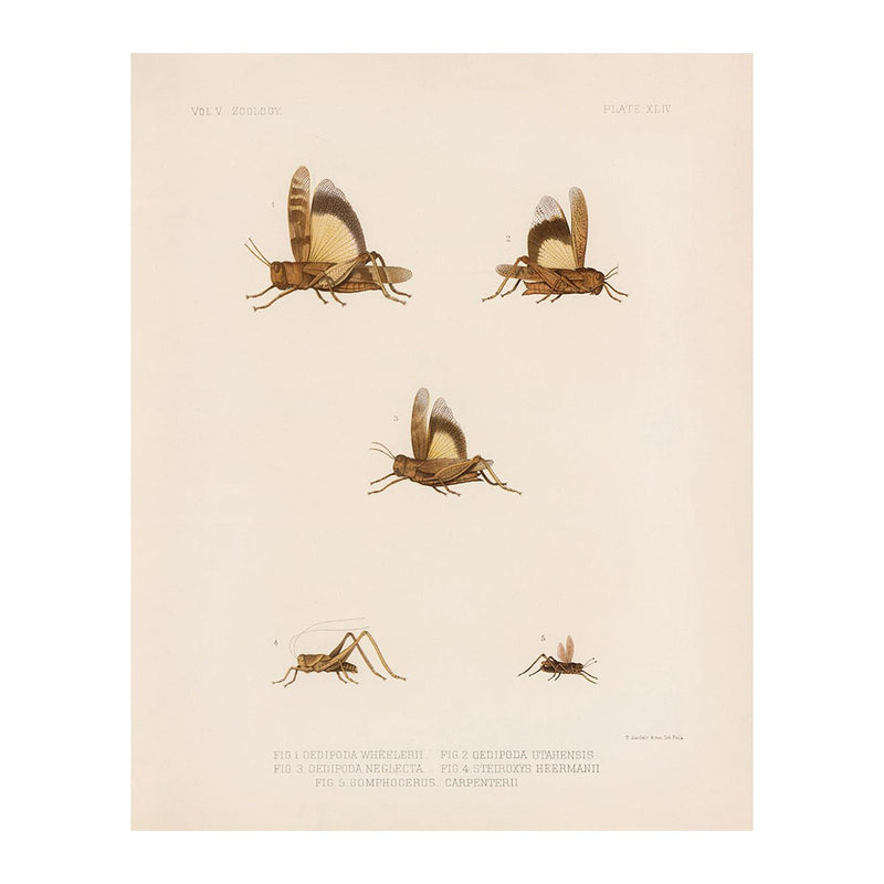 Grasshoppers - 2 Art Print - Muir Way - Animals