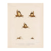 Grasshoppers - 2 Art Print