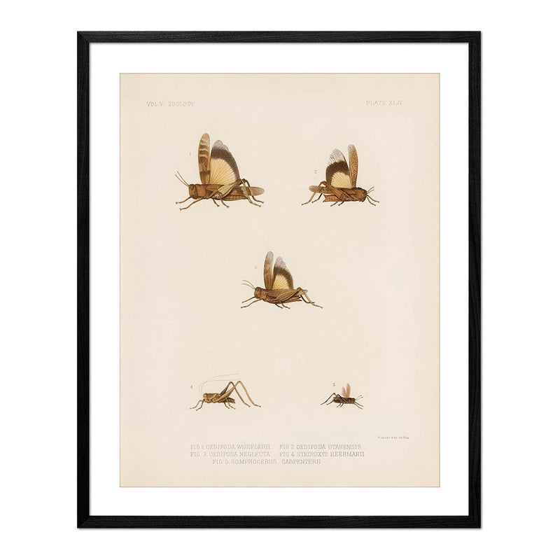 Grasshoppers - 2 Art Print - Muir Way - Animals