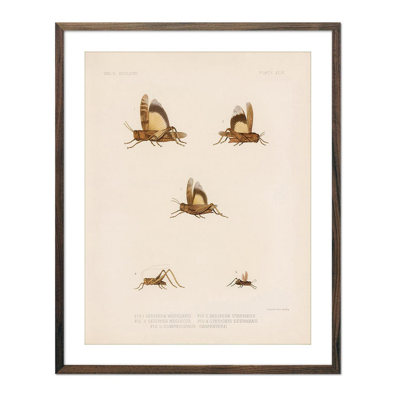 Grasshoppers - 2 Art Print - Muir Way - Animals