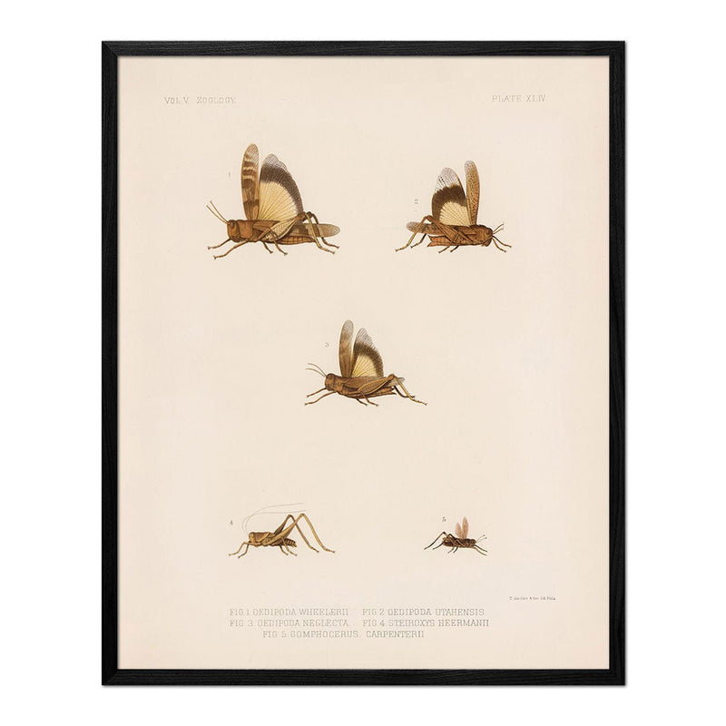 Grasshoppers - 2 Art Print - Muir Way - Animals