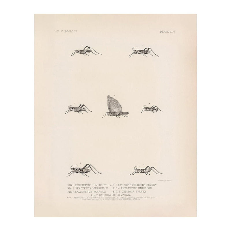 Grasshoppers - 3 Art Print - Muir Way - Animals