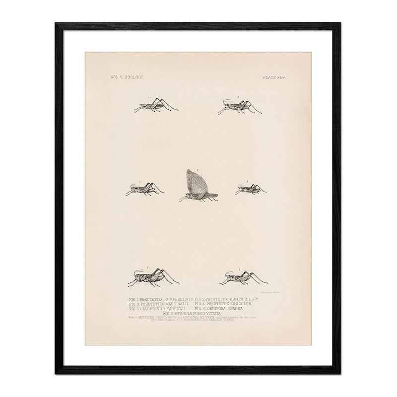 Grasshoppers - 3 Art Print - Muir Way - Animals