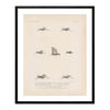 Grasshoppers - 3 Art Print