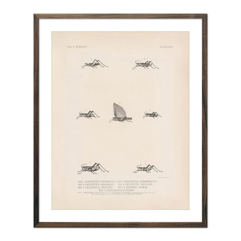 Grasshoppers - 3 Art Print - Muir Way - Animals