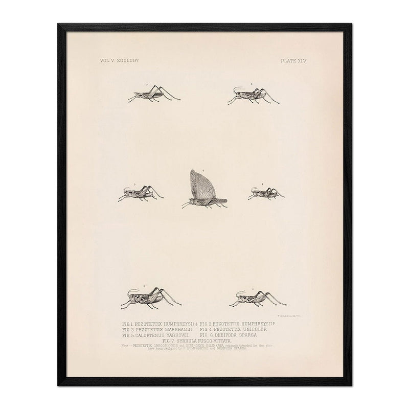 Grasshoppers - 3 Art Print - Muir Way - Animals