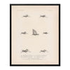 Grasshoppers - 3 Art Print