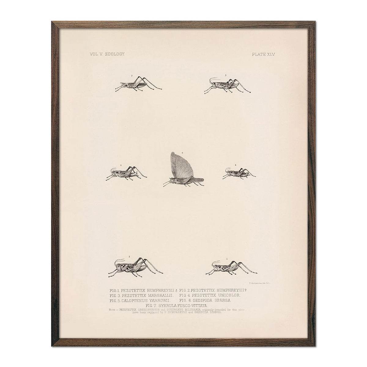 Grasshoppers - 3 Art Print