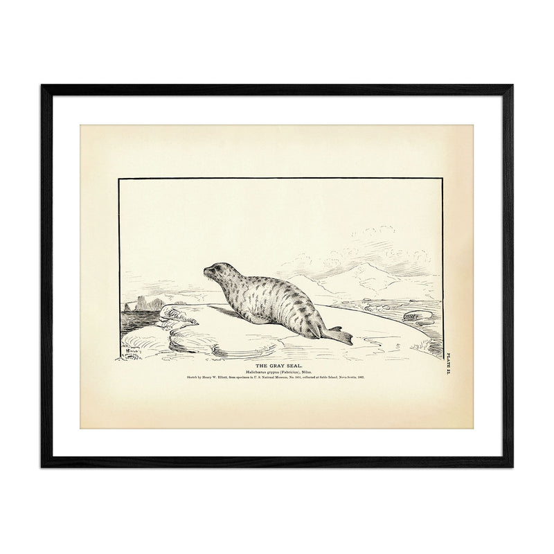 Gray Seal Art Print - Muir Way - Fisheries