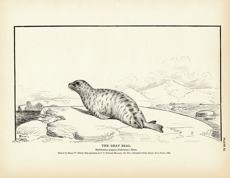 Gray Seal Art Print - Muir Way - Fisheries