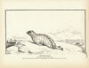 Gray Seal Art Print
