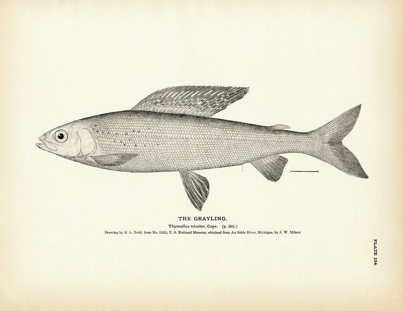Grayling Art Print - Muir Way - Fisheries