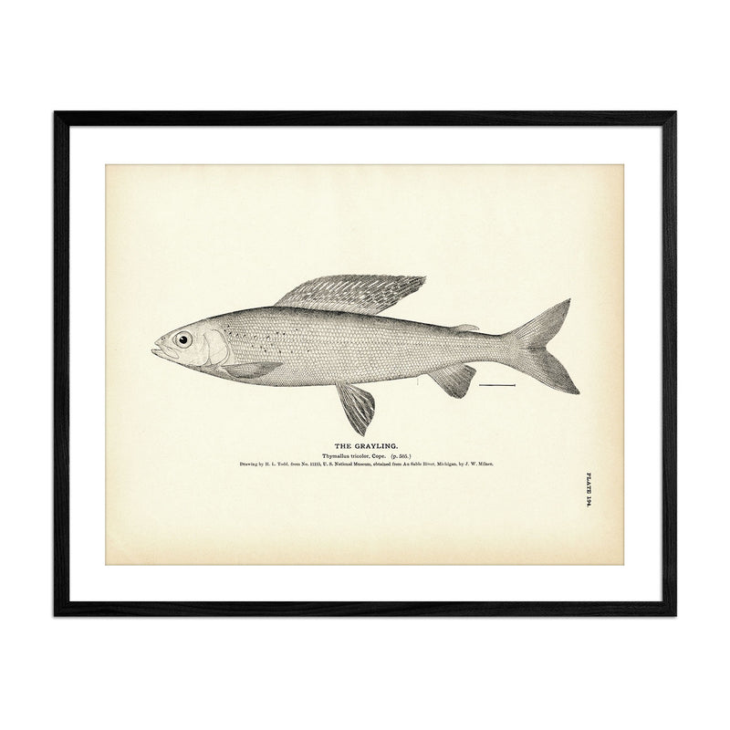 Grayling Art Print - Muir Way - Fisheries