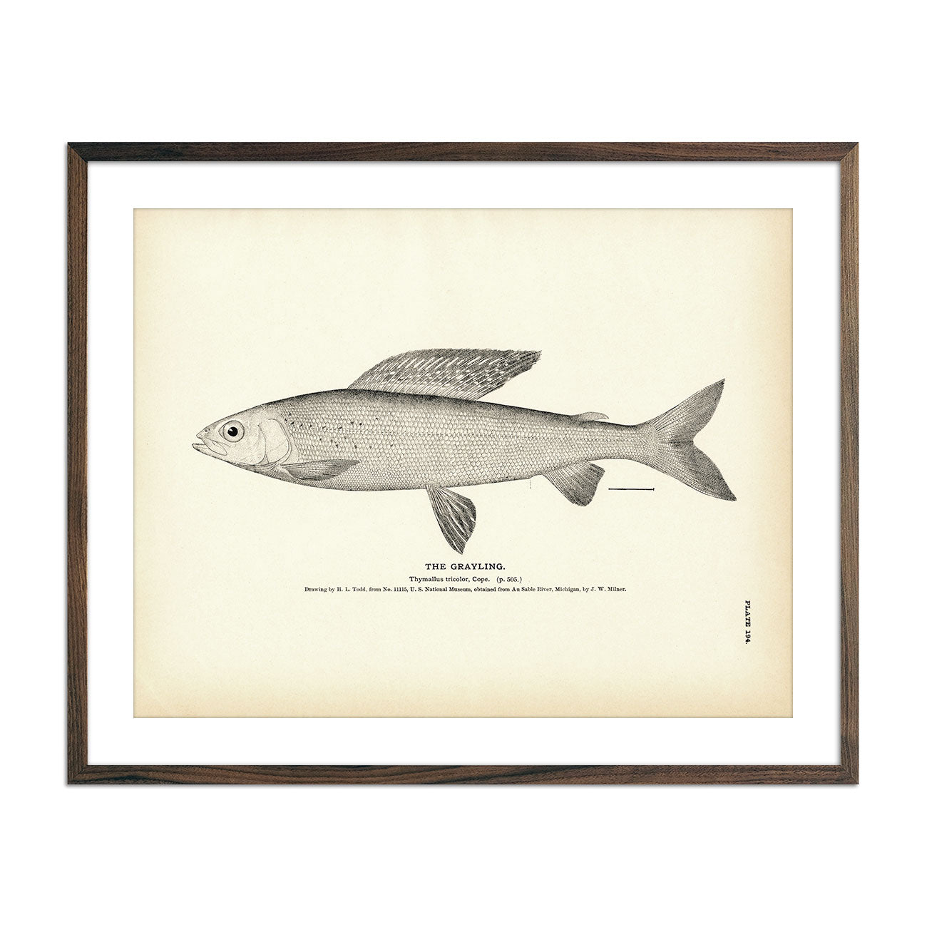 Vintage Grayling fish print