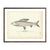 Vintage Grayling fish print