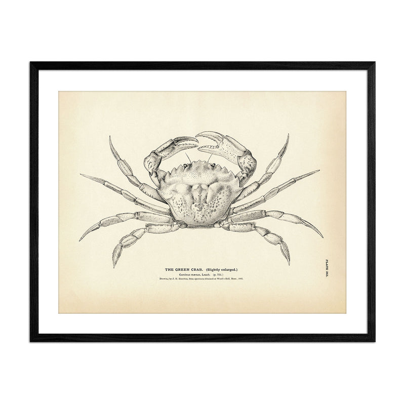 Green Crab Art Print - Muir Way - Fisheries