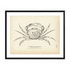 Green Crab Art Print