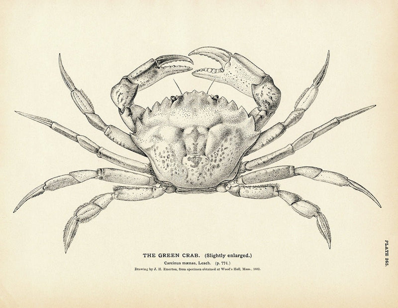 Green Crab Art Print - Muir Way - Fisheries