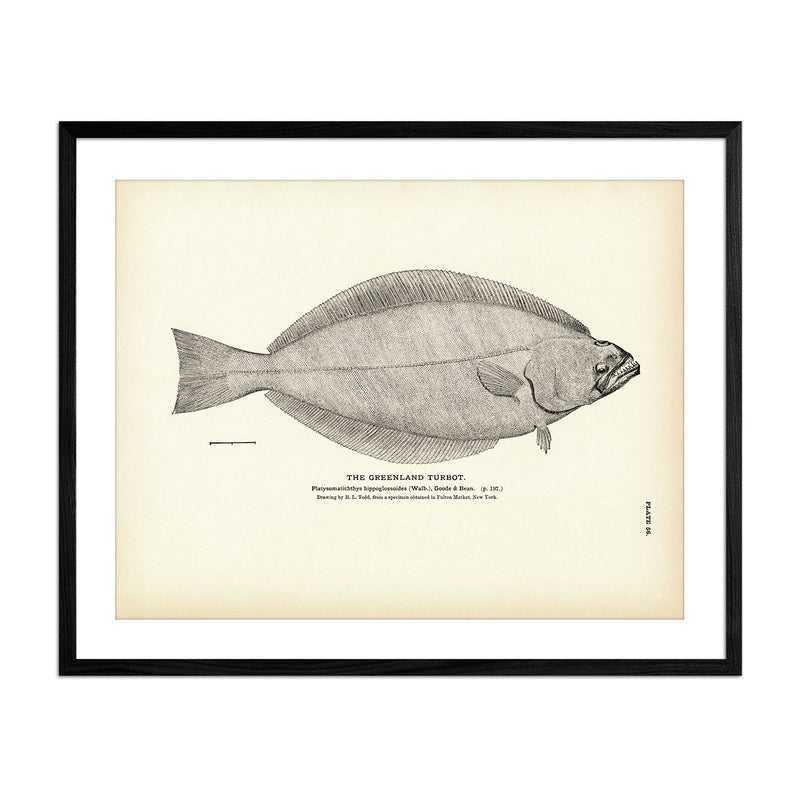 Greenland Turbot Art Print - Muir Way - Fisheries