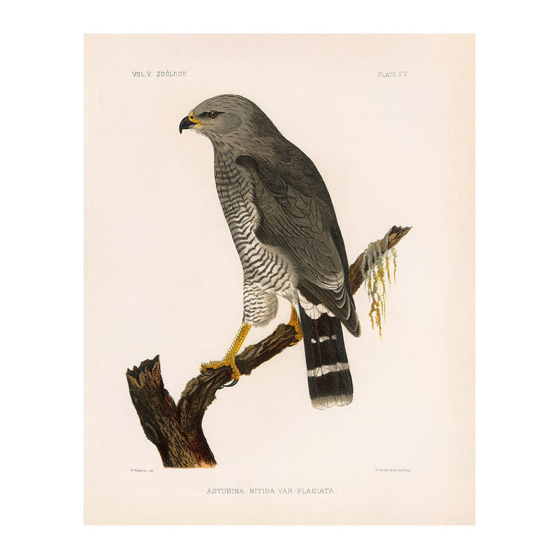 Grey Hawk Art Print - Muir Way - Animals