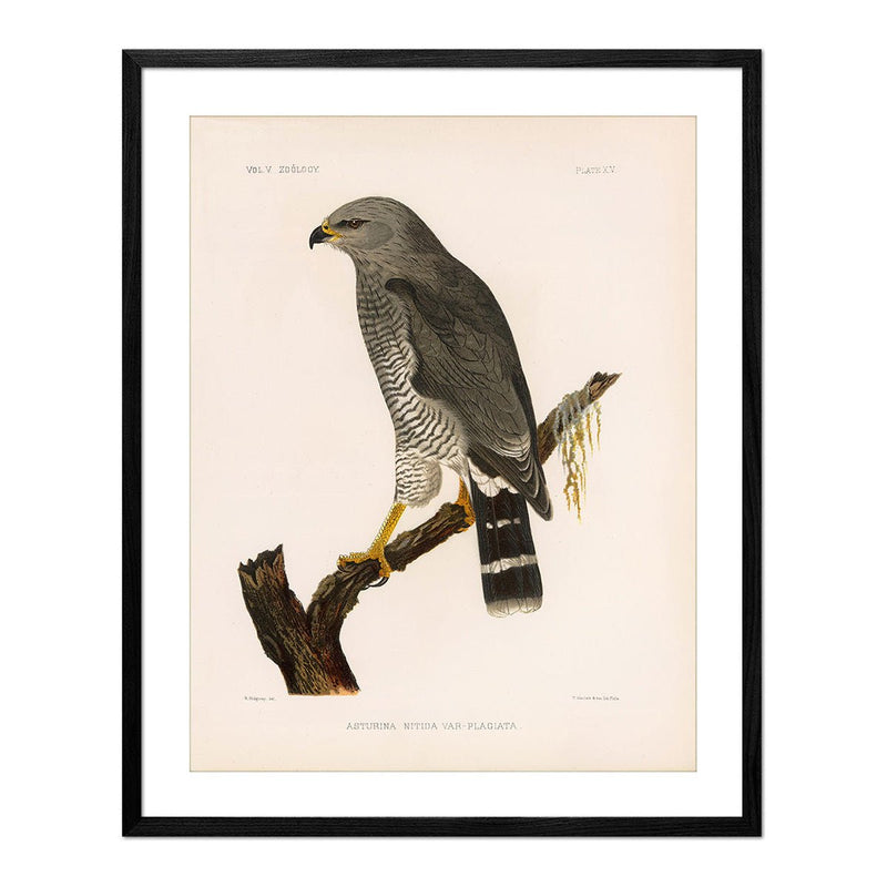 Grey Hawk Art Print - Muir Way - Animals