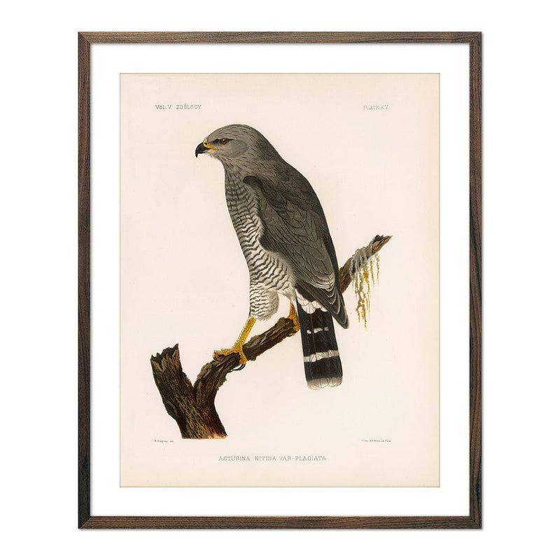 Grey Hawk Art Print - Muir Way - Animals