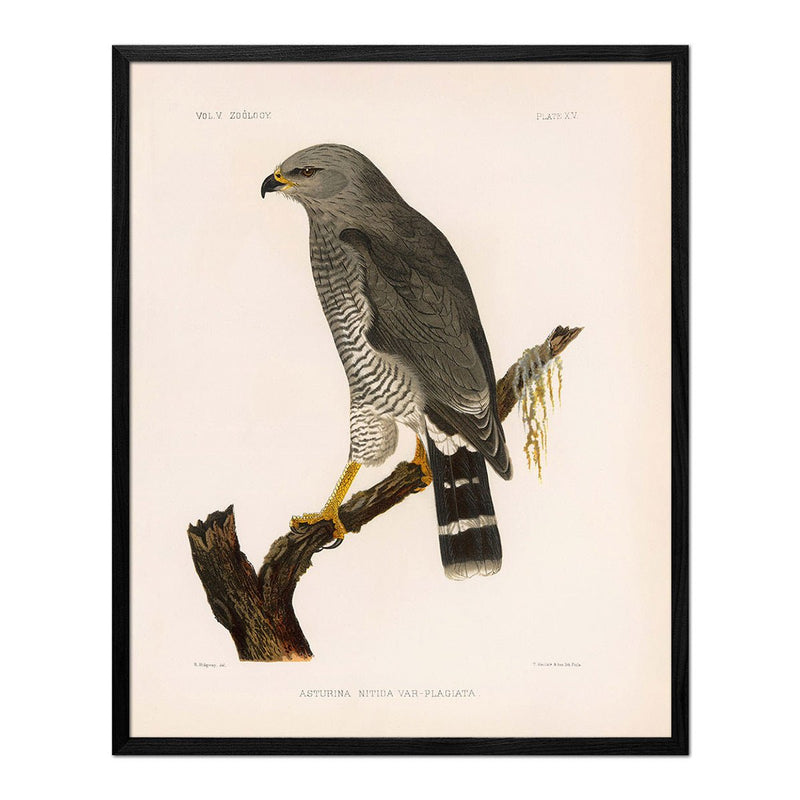 Grey Hawk Art Print - Muir Way - Animals