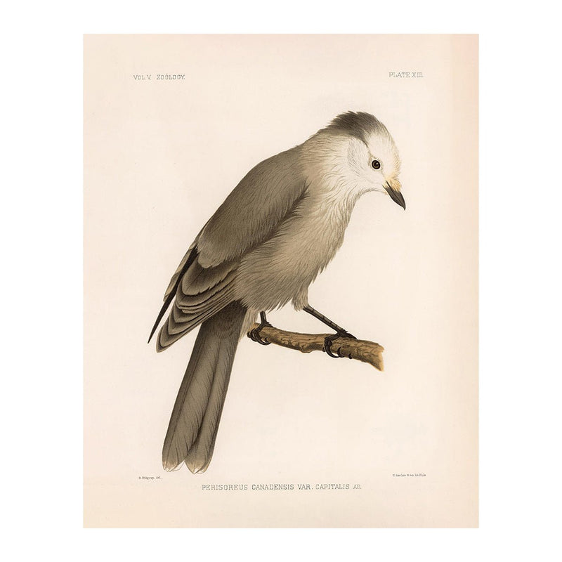 Grey Jay Art Print