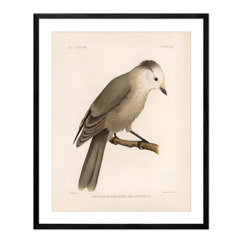 Grey Jay Art Print - Muir Way - Animals