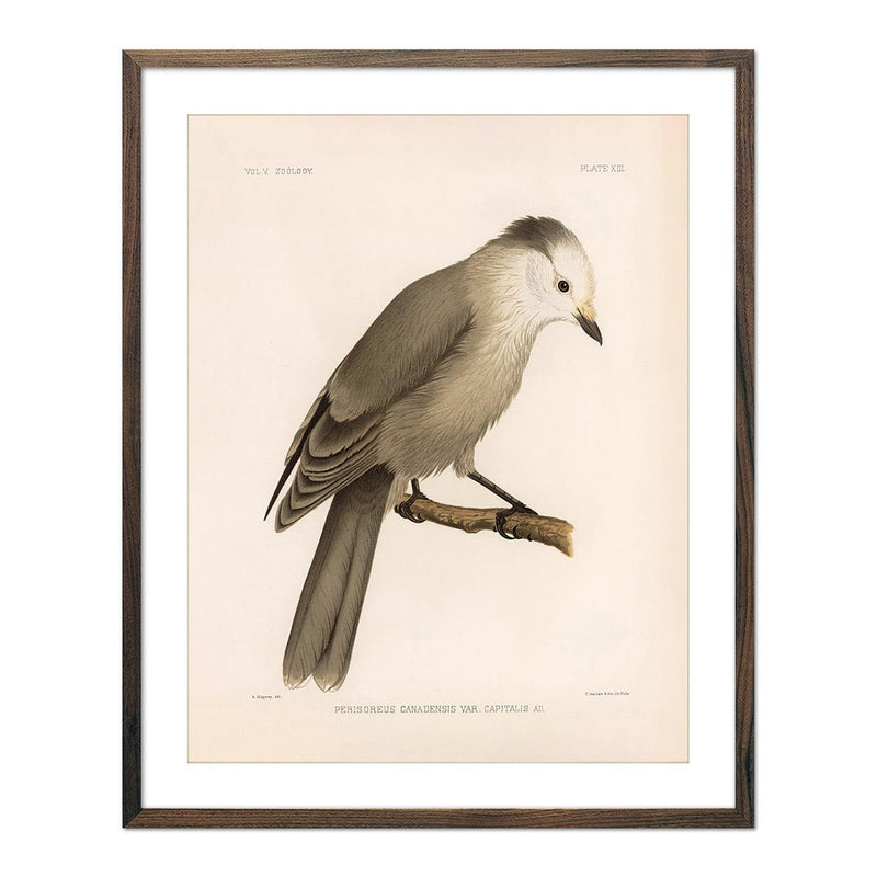 Grey Jay Art Print - Muir Way - Animals