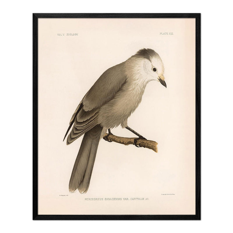 Grey Jay Art Print - Muir Way - Animals
