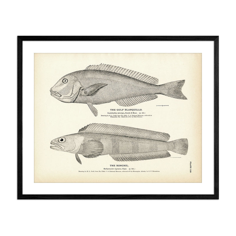 Gulf Blanquillo and Ronchil Art Print - Muir Way - Fisheries
