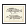 Gulf Blanquillo and Ronchil Art Print