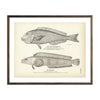 Vintage Gulf Blanquillo and Ronchil fish print