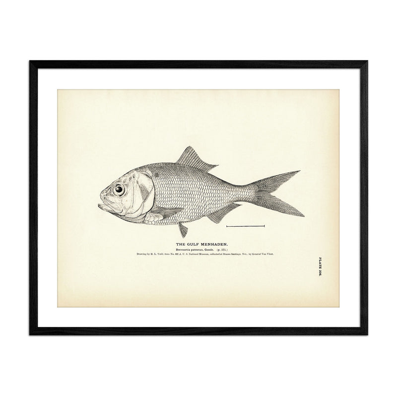 Gulf Menhaden Art Print - Muir Way - Fisheries
