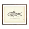 Vintage Gulf Menhaden fish print