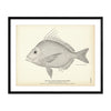 Gulf Scup (Goat's Head Porgy) Art Print