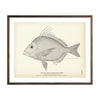Vintage Gulf Scup fish print