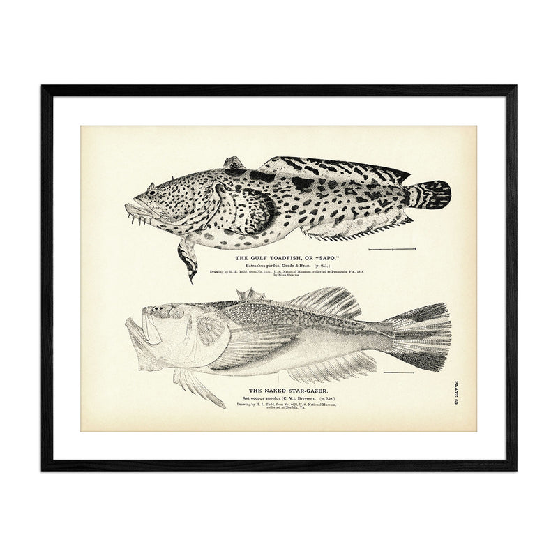 Gulf Toadfish (Sapo) and Naked - Stargazer Art Print - Muir Way - Fisheries
