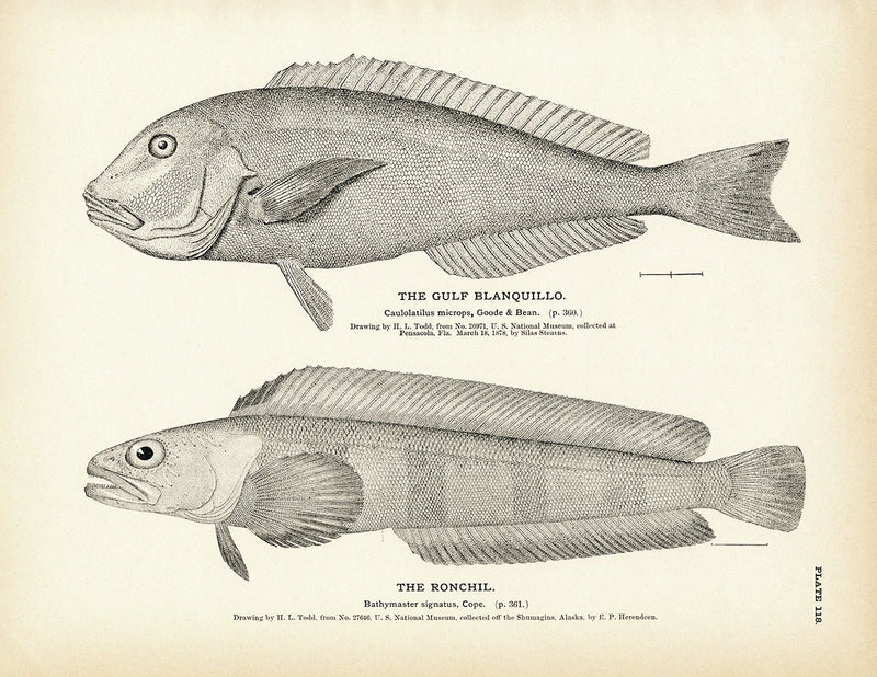 Gulf Blanquillo and Ronchil Art Print - Muir Way - Fisheries